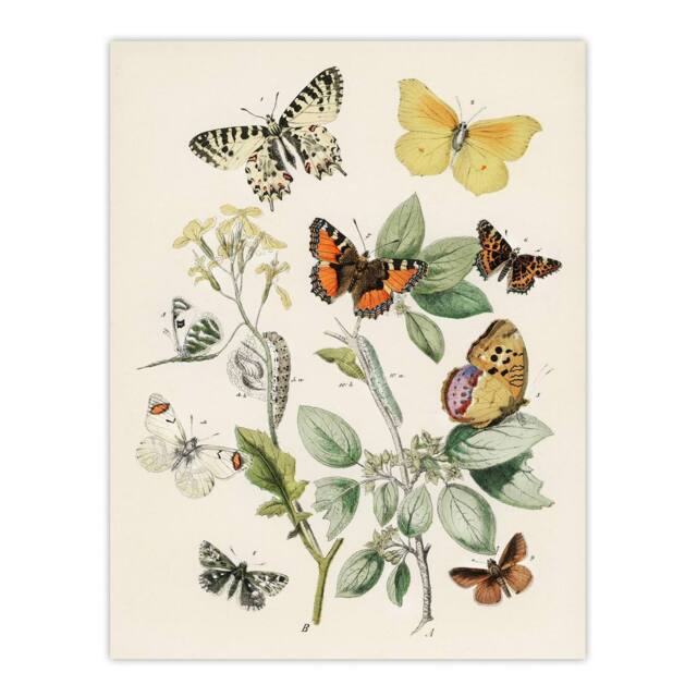 "Artery8 Butterflies Moths Caterpillars Kirby Vintage Wall Art Print Poster in White - Size: W12"" x H16""" - image 1