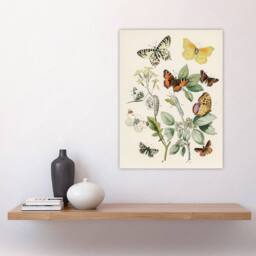 "Artery8 Butterflies Moths Caterpillars Kirby Vintage Wall Art Print Poster in White - Size: W12"" x H16""" - thumbnail 4