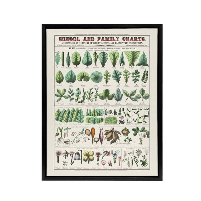 "Artery8 School & family chart No XIX Calkins Framed Canvas Wall Art Print in White - Size: W12"" x H16""" - image 1