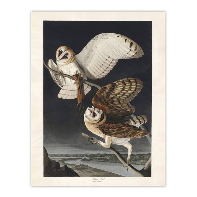 "Artery8 Birds of America Barn Owl Audubon Nature Wall Art Print Poster in Grey - Size: W12"" x H16""" - image 1