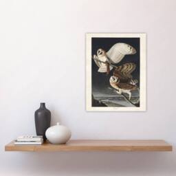 "Artery8 Birds of America Barn Owl Audubon Nature Wall Art Print Poster in Grey - Size: W12"" x H16""" - thumbnail 4