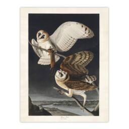 "Artery8 Birds of America Barn Owl Audubon Nature Wall Art Print Poster in Grey - Size: W12"" x H16""" - thumbnail 1