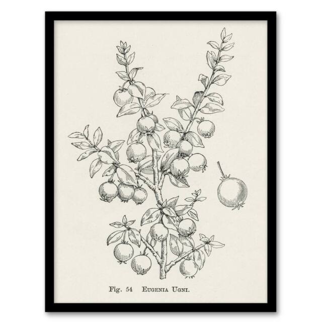 Artery8 Fruit Growers Guide Chilean Guava Wright Framed Wall Art Print in White - Size: A4 - image 1