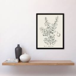 Artery8 Fruit Growers Guide Chilean Guava Wright Framed Wall Art Print in White - Size: A4 - thumbnail 4