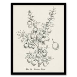 Artery8 Fruit Growers Guide Chilean Guava Wright Framed Wall Art Print in White - Size: A4 - thumbnail 1
