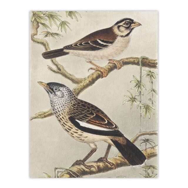 "Artery8 Two Birds on Tree Branches Vintage Wall Art Print van Hoytema - Size: W18"" x H24""" - image 1
