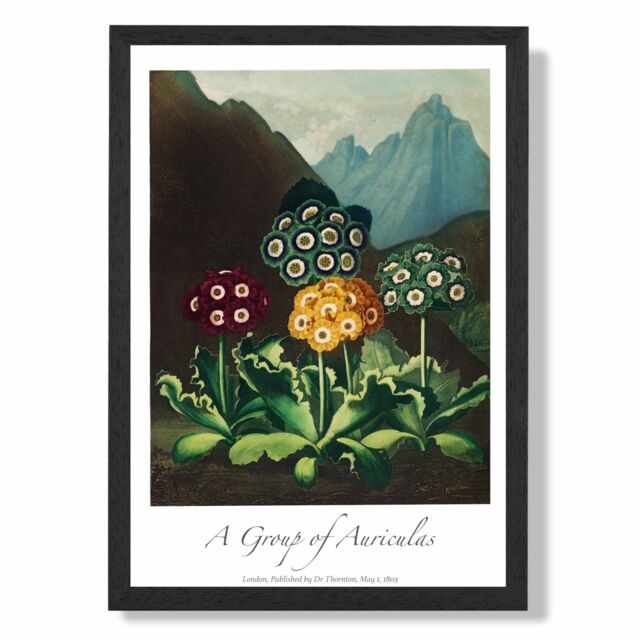 ARTZE Vintage Floral Exhibition - Colourful Auricula Flowers Framed Print SIZE: A4 with Black Frame in Red - Size: A3 - image 1