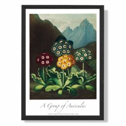 ARTZE Vintage Floral Exhibition - Colourful Auricula Flowers Framed Print SIZE: A4 with Black Frame in Red - Size: A3 - thumbnail 1