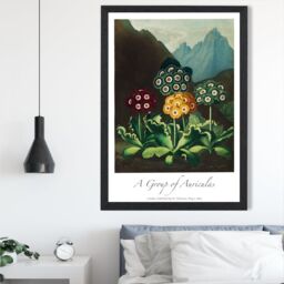 ARTZE Vintage Floral Exhibition - Colourful Auricula Flowers Framed Print SIZE: A4 with Black Frame in Red - Size: A3 - thumbnail 2
