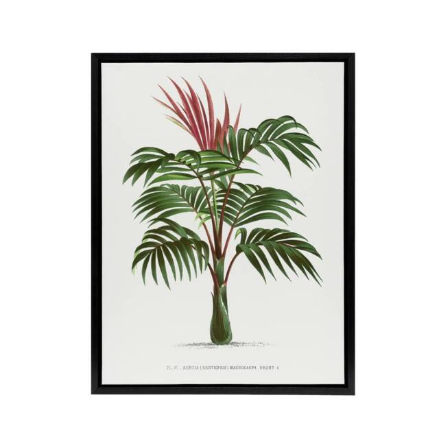 "Artery8 Kentiopsis Macrocarpa Palm Tree Kerchove Framed Canvas Wall Art Print in White - Size: W12"" x H16""" - image 1