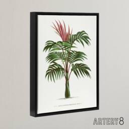 "Artery8 Kentiopsis Macrocarpa Palm Tree Kerchove Framed Canvas Wall Art Print in White - Size: W12"" x H16""" - thumbnail 2