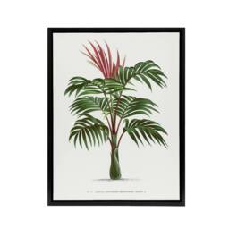 "Artery8 Kentiopsis Macrocarpa Palm Tree Kerchove Framed Canvas Wall Art Print in White - Size: W12"" x H16""" - thumbnail 1