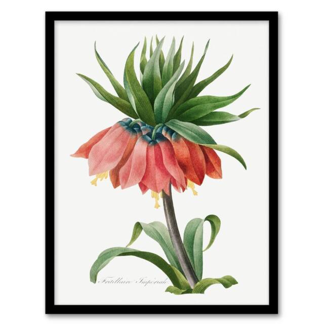 Artery8 Pierre Joseph Redoute Framed Wall Art Print Crown Imperial Flower in White - Size: A4 - image 1