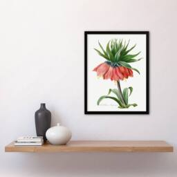 Artery8 Pierre Joseph Redoute Framed Wall Art Print Crown Imperial Flower in White - Size: A4 - thumbnail 2
