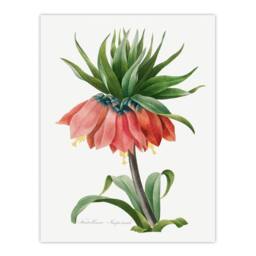 Artery8 Pierre Joseph Redoute Framed Wall Art Print Crown Imperial Flower in White - Size: A4 - thumbnail 3