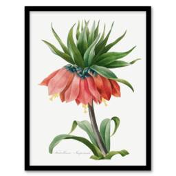 Artery8 Pierre Joseph Redoute Framed Wall Art Print Crown Imperial Flower in White - Size: A4 - thumbnail 1