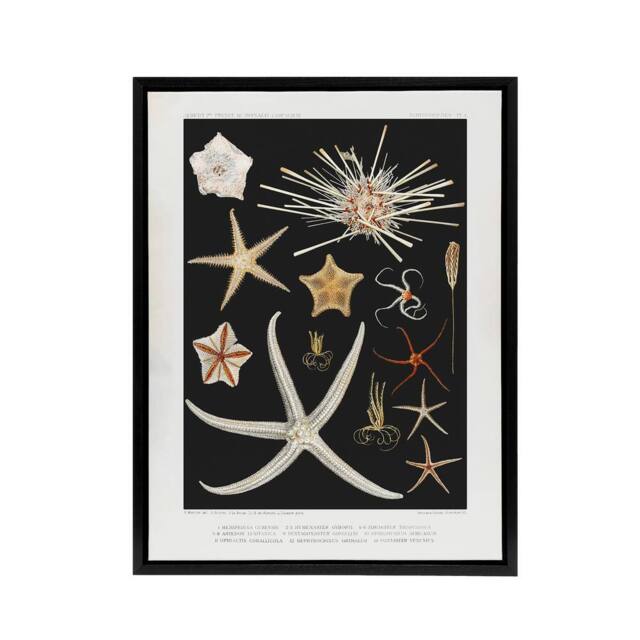 "Artery8 Varieties of Marine Life Starfish Albert I Framed Canvas Wall Art in Black - Size: W12"" x H16""" - image 1