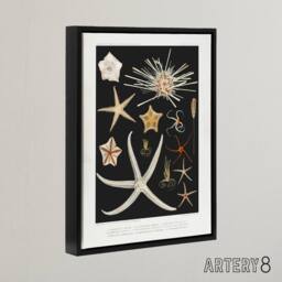 "Artery8 Varieties of Marine Life Starfish Albert I Framed Canvas Wall Art in Black - Size: W12"" x H16""" - thumbnail 2