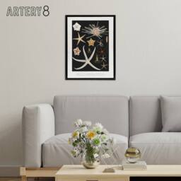"Artery8 Varieties of Marine Life Starfish Albert I Framed Canvas Wall Art in Black - Size: W12"" x H16""" - thumbnail 3