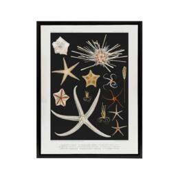 "Artery8 Varieties of Marine Life Starfish Albert I Framed Canvas Wall Art in Black - Size: W12"" x H16""" - thumbnail 1