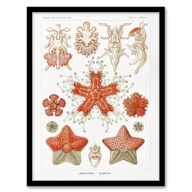 Artery8 Asteroidea Starfish Sea ocean Haeckel Botanical Framed Wall Art Print in White - Size: A4 - image 1