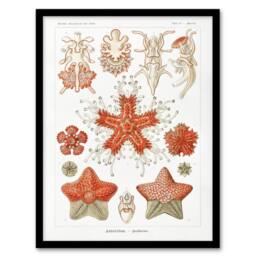 Artery8 Asteroidea Starfish Sea ocean Haeckel Botanical Framed Wall Art Print in White - Size: A4 - thumbnail 1