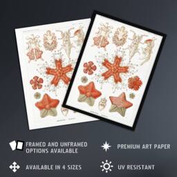 Artery8 Asteroidea Starfish Sea ocean Haeckel Botanical Framed Wall Art Print in White - Size: A4 - thumbnail 2