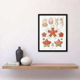 Artery8 Asteroidea Starfish Sea ocean Haeckel Botanical Framed Wall Art Print in White - Size: A4 - thumbnail 4