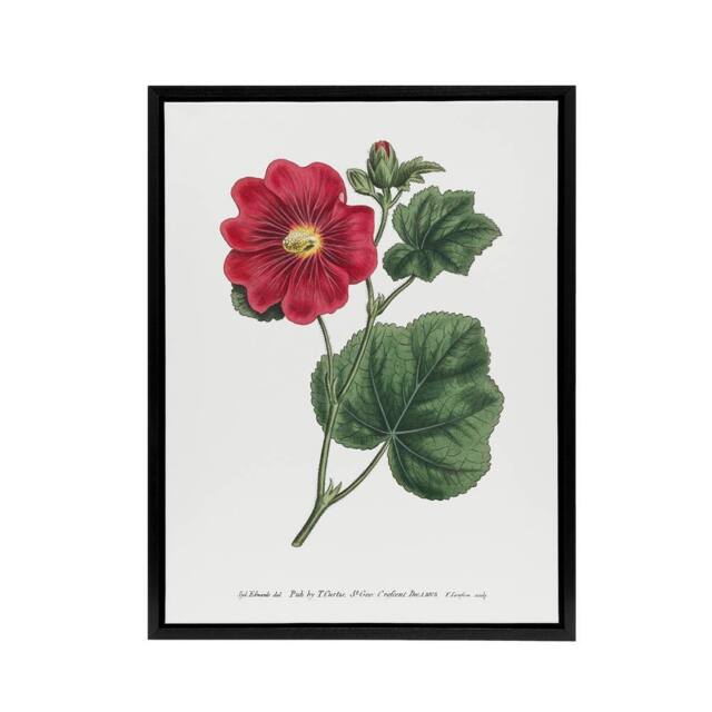 "Artery8 Francis Sansom Alcea Rosea Vintage Illustration Framed Canvas Art in White - Size: W12"" x H16""" - image 1