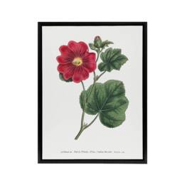 "Artery8 Francis Sansom Alcea Rosea Vintage Illustration Framed Canvas Art in White - Size: W12"" x H16""" - thumbnail 1