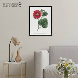 "Artery8 Francis Sansom Alcea Rosea Vintage Illustration Framed Canvas Art in White - Size: W12"" x H16""" - thumbnail 3