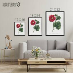 "Artery8 Francis Sansom Alcea Rosea Vintage Illustration Framed Canvas Art in White - Size: W12"" x H16""" - thumbnail 4
