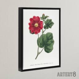 "Artery8 Francis Sansom Alcea Rosea Vintage Illustration Framed Canvas Art in White - Size: W12"" x H16""" - thumbnail 2