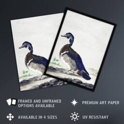 "Artery8 Wood Duck Vintage Bird Oil Painting Schouman Wall Art Poster Print in White - Size: W12"" x H16""" - thumbnail 2