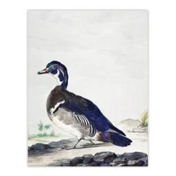 "Artery8 Wood Duck Vintage Bird Oil Painting Schouman Wall Art Poster Print in White - Size: W12"" x H16""" - thumbnail 1