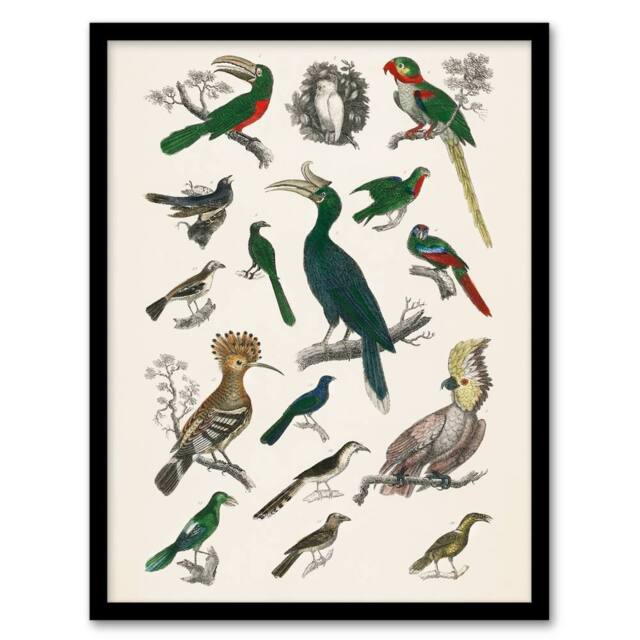Artery8 Oliver Goldsmith Framed Wall Art Various Birds Vintage Illustration in White - Size: A4 - image 1