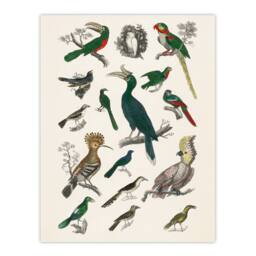 Artery8 Oliver Goldsmith Framed Wall Art Various Birds Vintage Illustration in White - Size: A4 - thumbnail 3