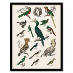 Artery8 Oliver Goldsmith Framed Wall Art Various Birds Vintage Illustration in White - Size: A4 - thumbnail 1