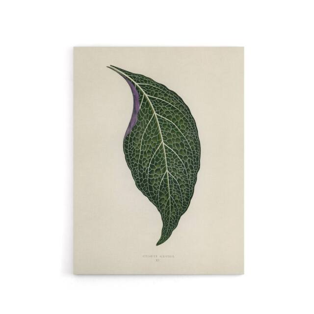 "Artery8 Vintage Botanical Nerve Plant Leaf Fawcett Canvas Wall Art in Beige - Size: W18"" x H24""" - image 1