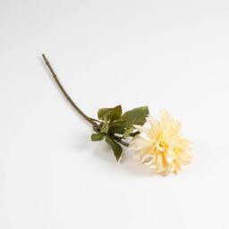 Scottish Everlastings Ltd 70cm Cream Dalia Flower Stem 3PK - thumbnail 3