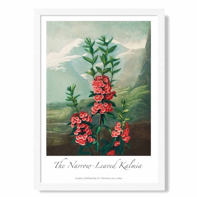 ARTZE Vintage Floral Exhibition - Kalmia Flowers Framed Print SIZE: A4 with White Frame in Pink - image 1