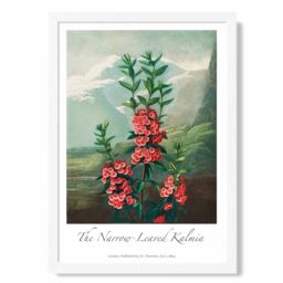 ARTZE Vintage Floral Exhibition - Kalmia Flowers Framed Print SIZE: A4 with White Frame in Pink - thumbnail 1