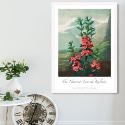 ARTZE Vintage Floral Exhibition - Kalmia Flowers Framed Print SIZE: A4 with White Frame in Pink - thumbnail 2