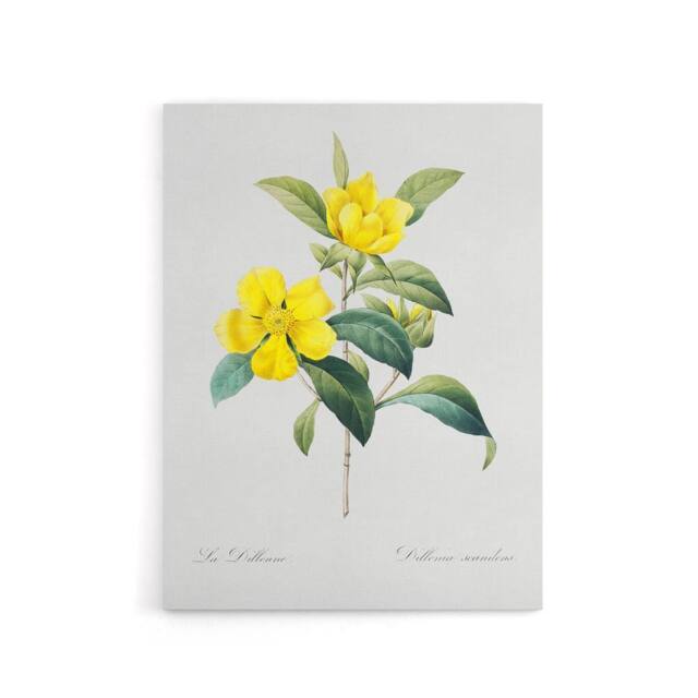 "Artery8 Golden Guinea Vine Flowers Redoute Vintage Canvas Wall Art in White - Size: W18"" x H24""" - image 1