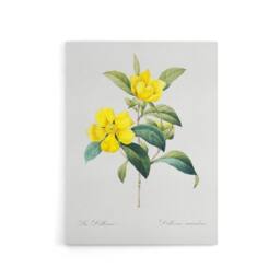 "Artery8 Golden Guinea Vine Flowers Redoute Vintage Canvas Wall Art in White - Size: W18"" x H24""" - thumbnail 1