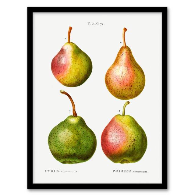 Artery8 Pierre J Redoute Framed Wall Art Pear Fruit Vintage Illustration in White - Size: A4 - image 1