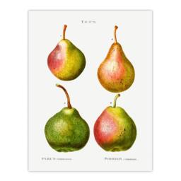 Artery8 Pierre J Redoute Framed Wall Art Pear Fruit Vintage Illustration in White - Size: A4 - thumbnail 3