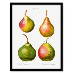 Artery8 Pierre J Redoute Framed Wall Art Pear Fruit Vintage Illustration in White - Size: A4 - thumbnail 1