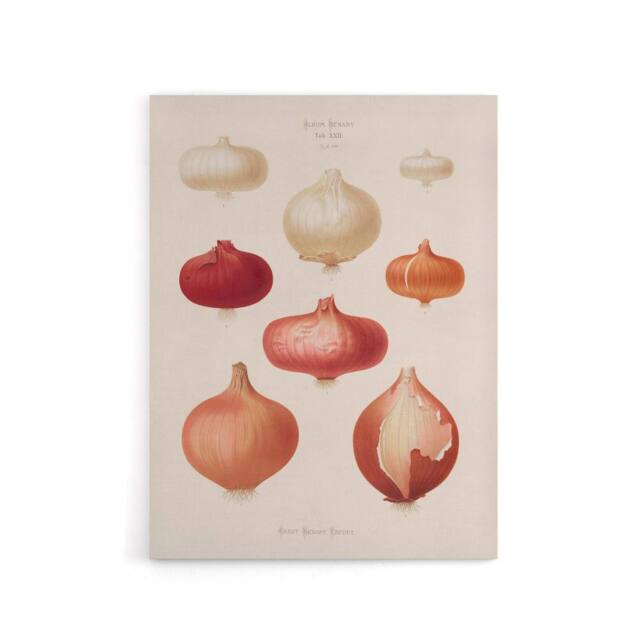 "Artery8 Onions Vintage Kitchen Ernst Benary Canvas Wall Art Print in White - Size: W18"" x H24""" - image 1
