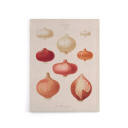 "Artery8 Onions Vintage Kitchen Ernst Benary Canvas Wall Art Print in White - Size: W18"" x H24""" - thumbnail 1